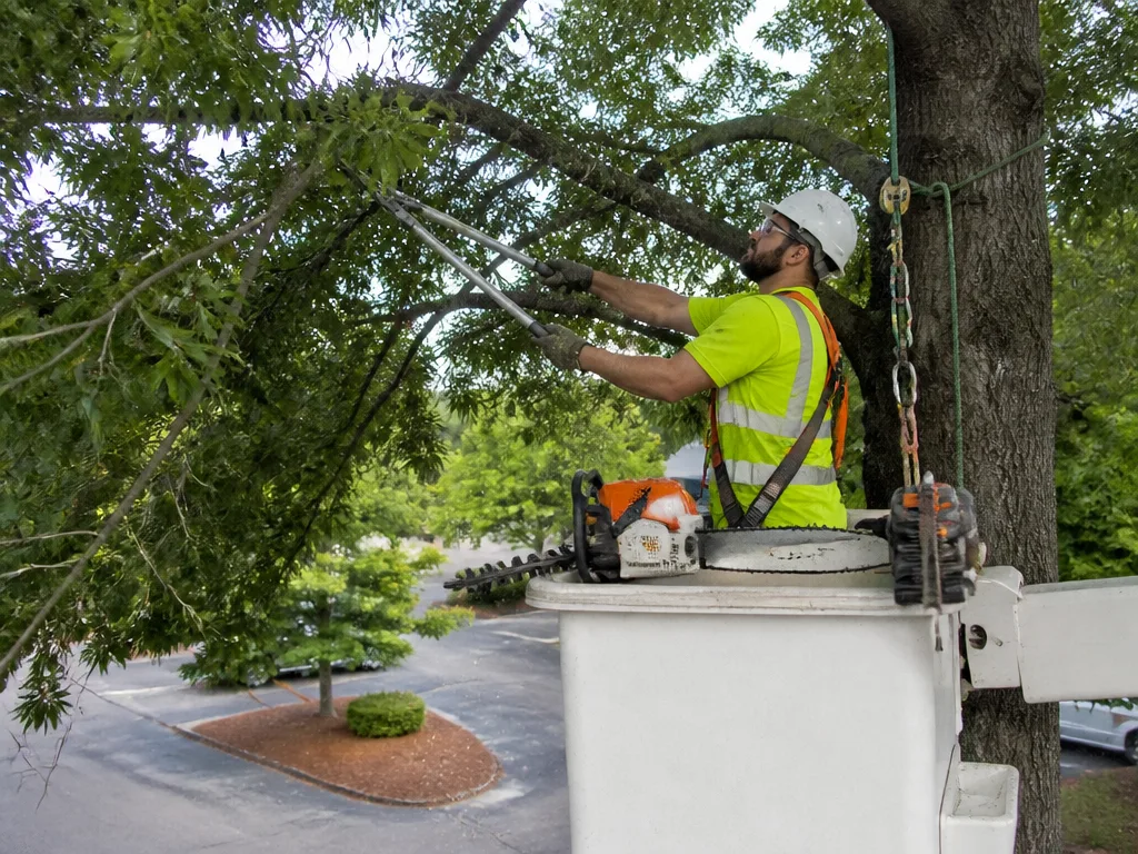 Commercial Tree Service