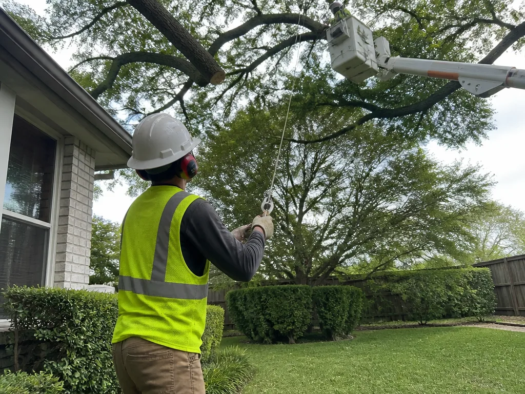 Crane-Assisted Tree Removal