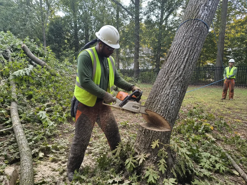 Hazardous Tree Removal